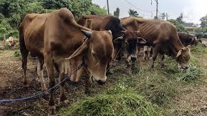 Sapi Biasa
